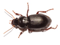 Curtonotus aulicus